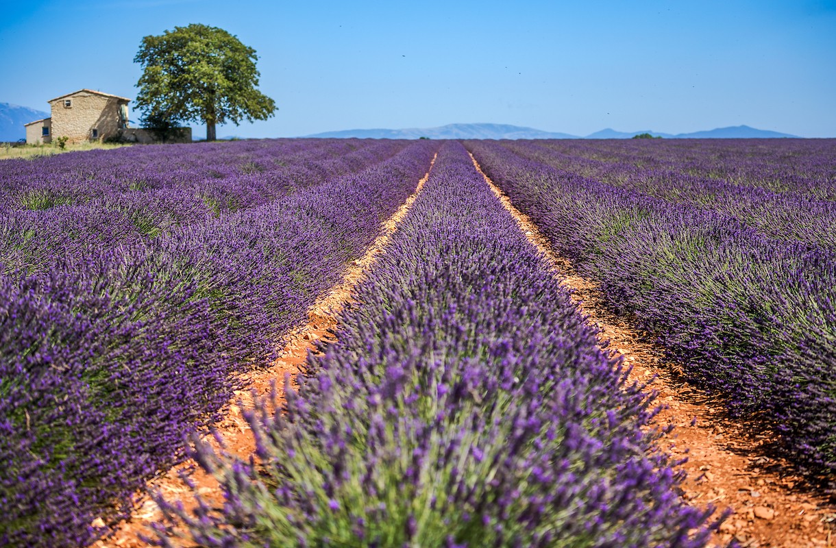 Zuid Frankrijk in de lente: ervaar de Provence