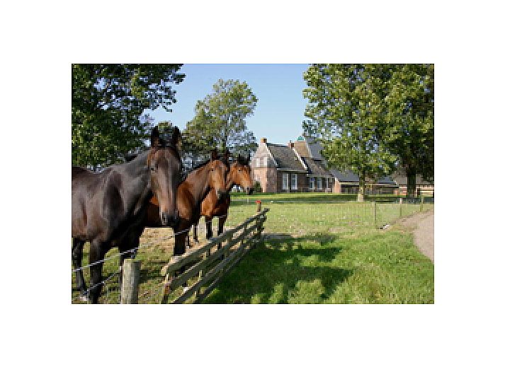 Verblijf 262601 • Bed and breakfast Het Friese platteland • Logement Doosje 